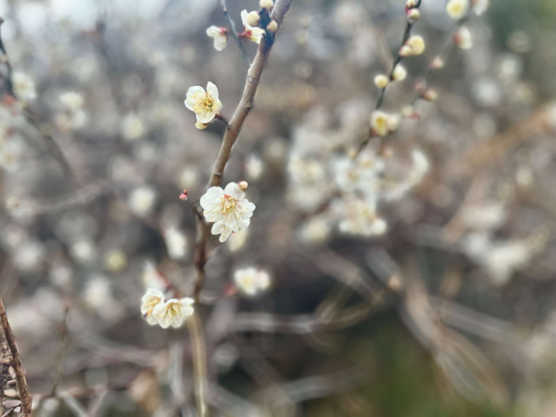 梅🌸‎🤍