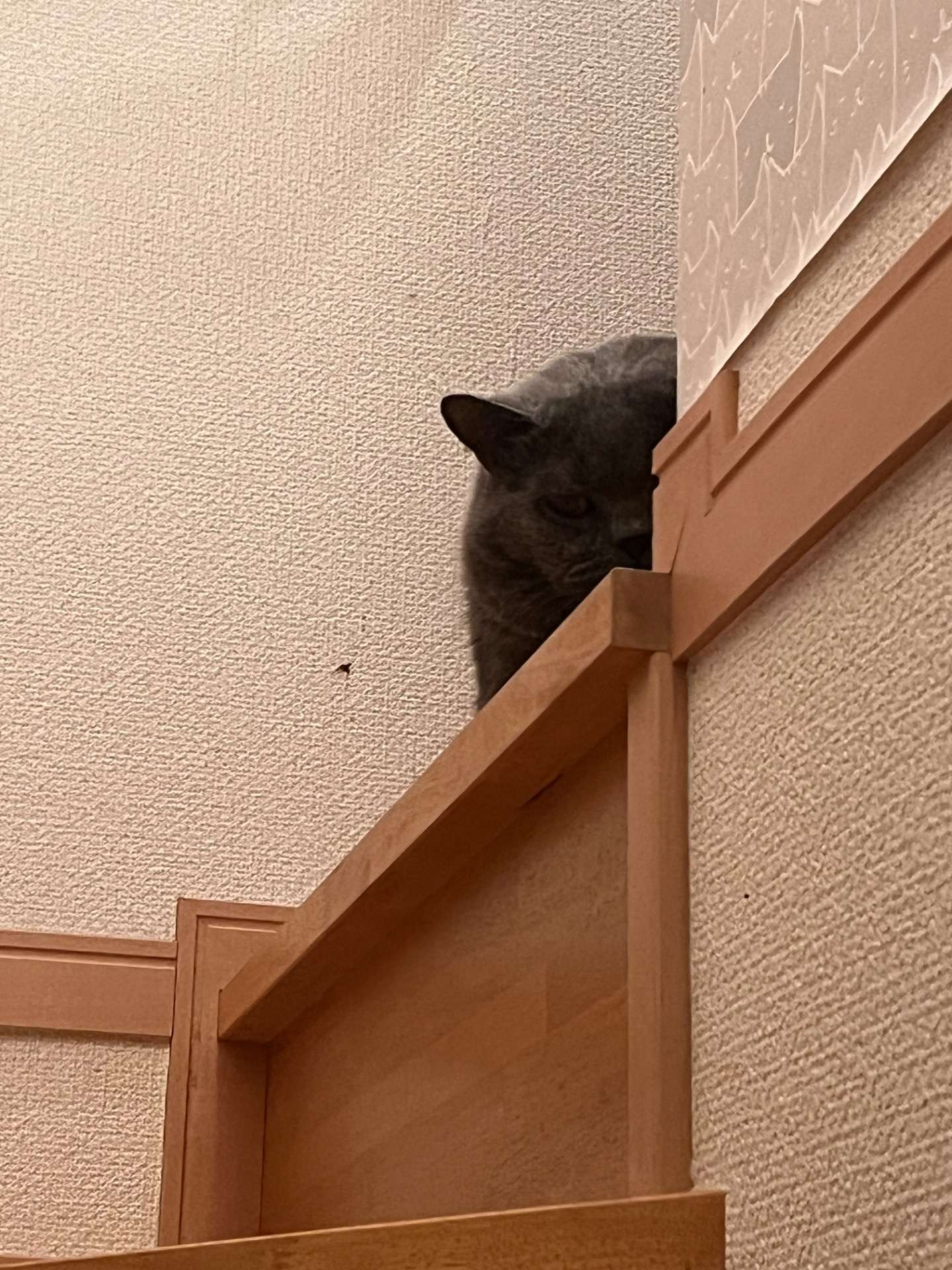 視線を感じる…！