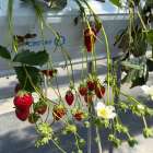 今年初のいちご🍓狩り