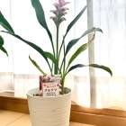 最近出会った観葉植物（クルクマ）